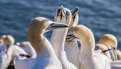 开云体育下载-【比赛现场】激烈对抗背后的战术布局揭秘，激烈对抗性强的项目有哪些