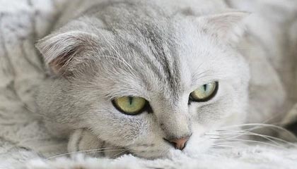 开云体育下载-【比赛现场】激烈对抗背后的战术布局揭秘，激烈对抗性强的项目有哪些