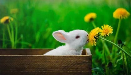 开云体育移动版-比赛策略揭秘：得分高手的战术布局，球赛战术